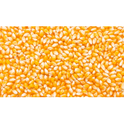 Grains de maïs secs (kg)