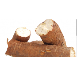 Tubercules de manioc